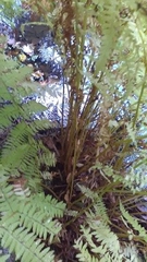 Athyrium filix-femina