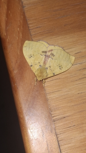 Io Moth (Automeris io)