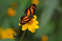 Castilia eranites