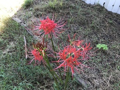 Lycoris