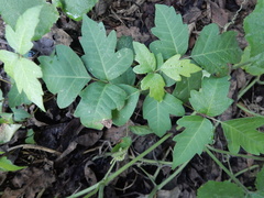Toxicodendron radicans negundo