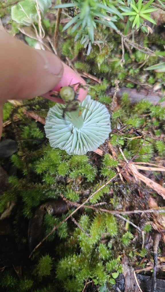 Gliophorus graminicolor · June 2025 · photo: © henryahh (iNaturalist, cc0)