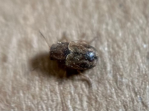 Tail-spotted Pachy