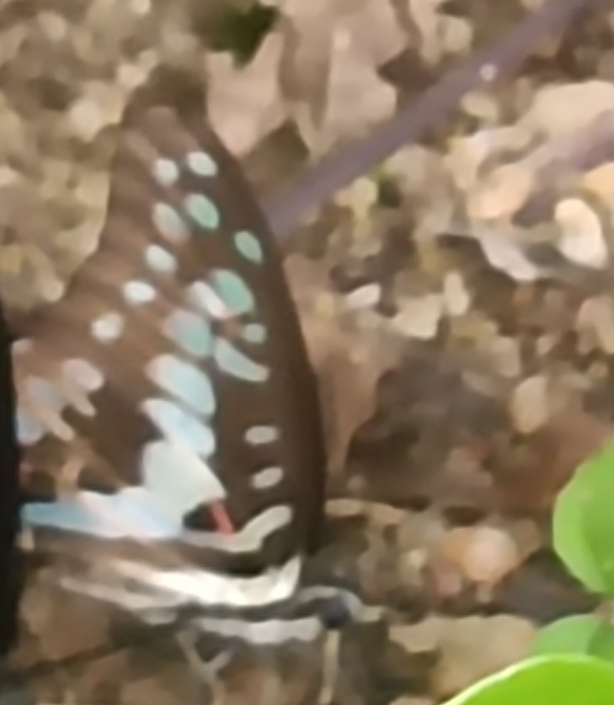 Common Jay