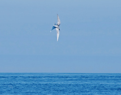 Sterna paradisaea