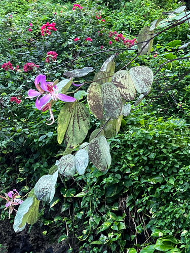 Bauhinia observed 2025-06-19