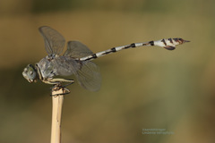 Lindenia tetraphylla