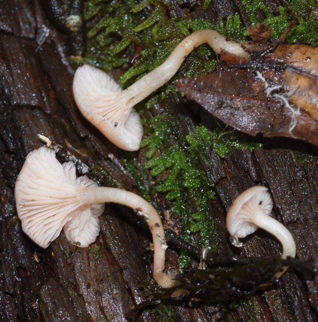 Singerocybe clitocyboides · June 2025 · photo: © davidwhyte (iNaturalist, cc-by-sa)