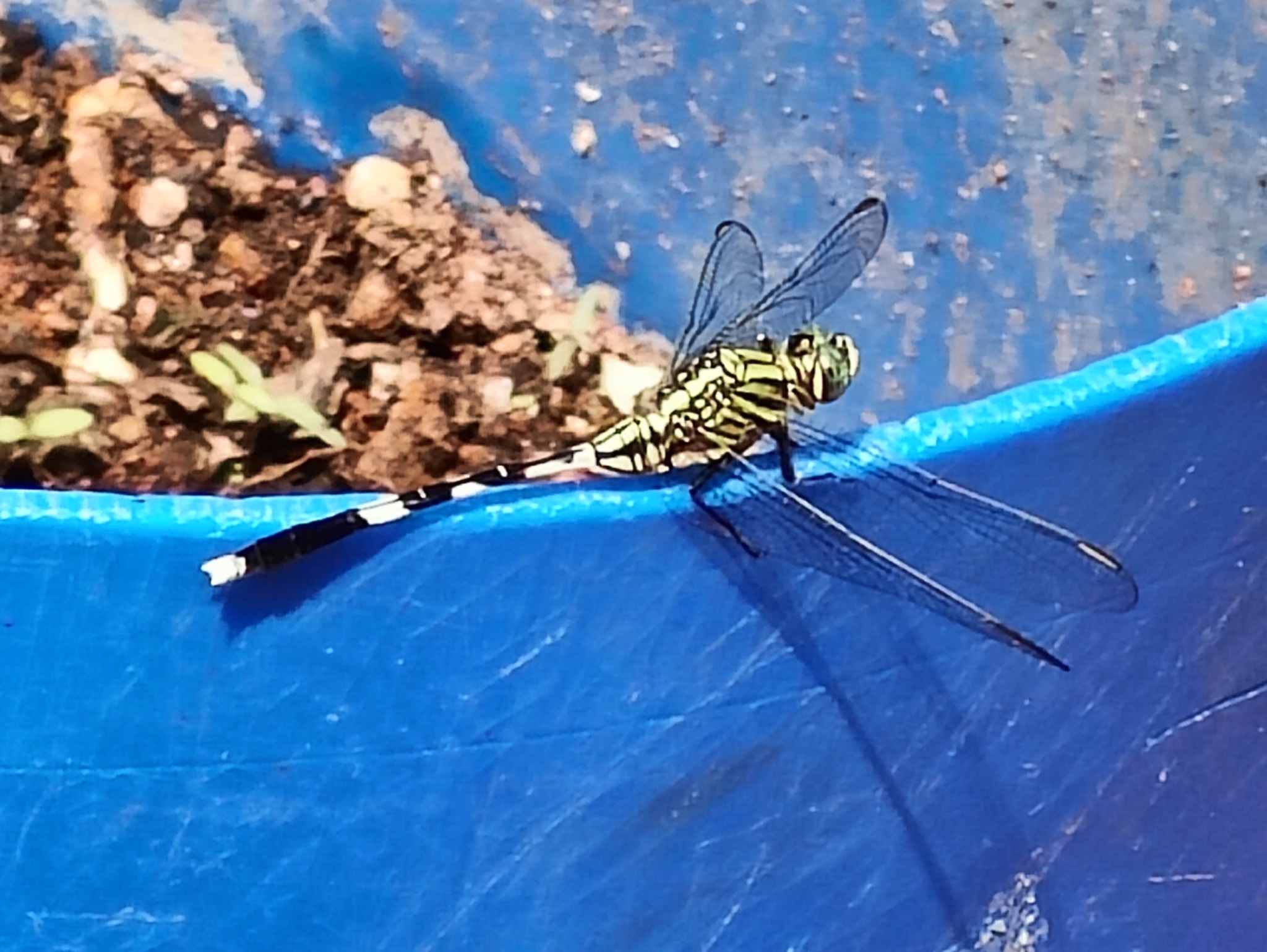 Slender Skimmer