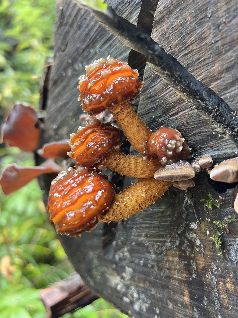 Pholiota glutinosa · June 2025 · photo: © h_rogers (iNaturalist, cc-by)