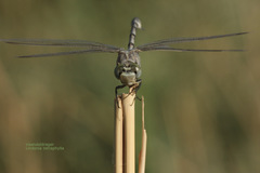 Lindenia tetraphylla