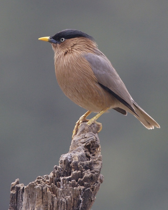 Brahminy Starling