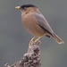 Brahminy Starling - Photo (c) Lip Kee Yap, some rights reserved (CC BY-SA)