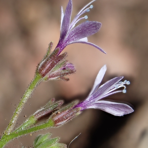 Sticky false gilyflower (Allophyllum glutinosum)