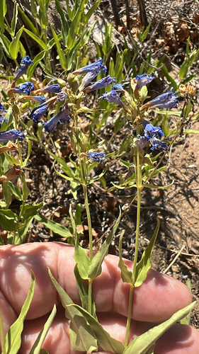 Watson's Penstemon (Penstemon watsonii)