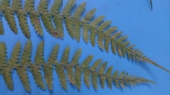 Athyrium filix-femina