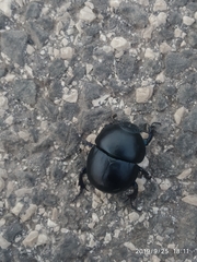 Thorectes intermedius