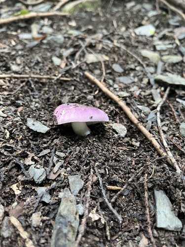 Russula atropurpurea