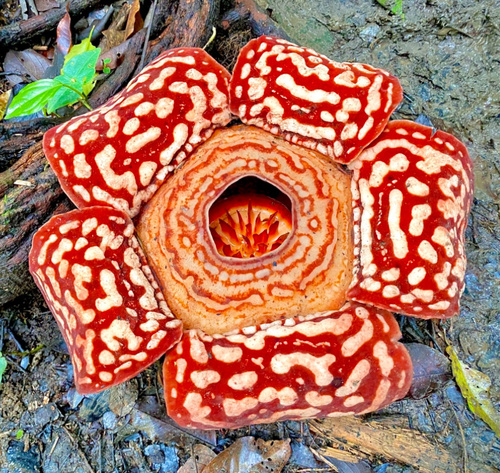 Rafflesia pricei Meijer