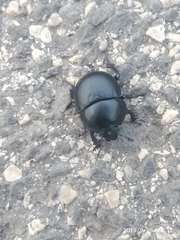 Thorectes intermedius