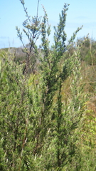 Kunzea linearis