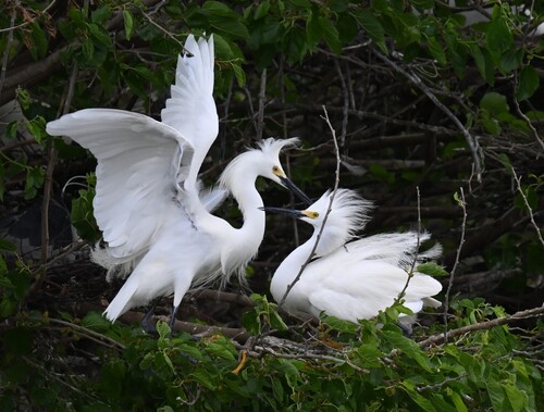 Snowy Egret photographed in Missouri