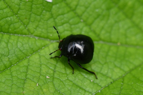 Coptosoma scutellatum