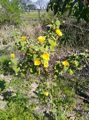Abutilon grandifolium