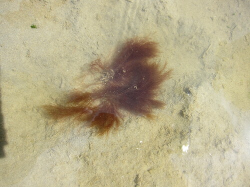 Polysiphonia paniculata observed 2014-06-24