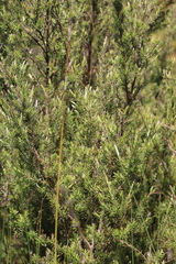 Kunzea linearis