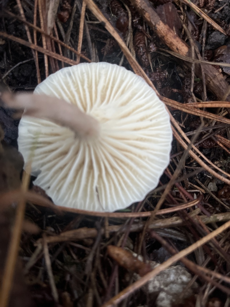 Cuphophyllus salmonipes · June 2025 · photo: © ofo68 (iNaturalist, cc-by-nc-sa)
