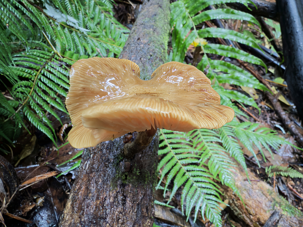 Armillaria novae-zelandiae · June 2025 · photo: © jeremy_rolfe (iNaturalist, cc-by)