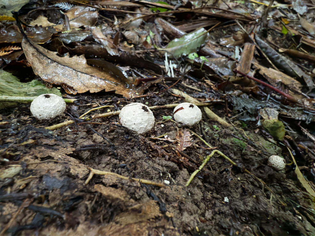 Lycoperdon compactum · June 2025 · photo: © jeremy_rolfe (iNaturalist, cc-by)