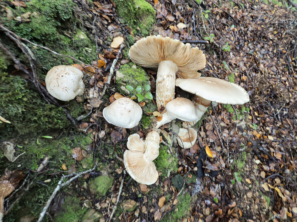 Austrocortinarius australiensis · June 2025 · photo: © jeremy_rolfe (iNaturalist, cc-by)