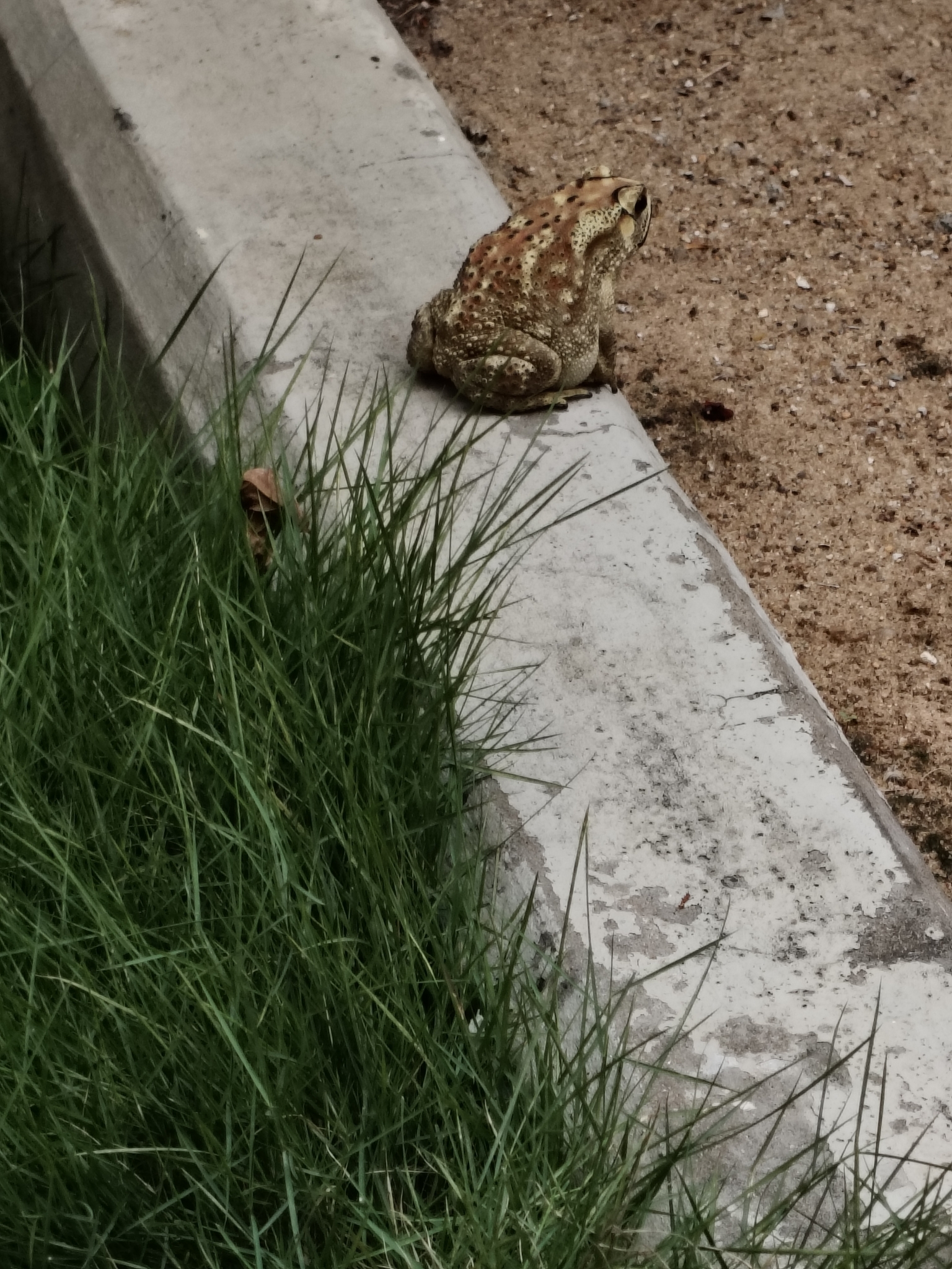 Indian Common True Toad