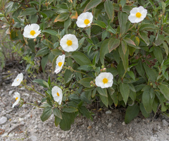 Bay-leaved Rockrose (Cistus laurifolius)
