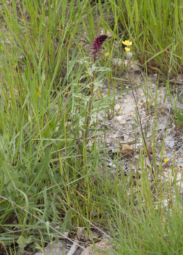 Lysimachia atropurpurea, photograph 5