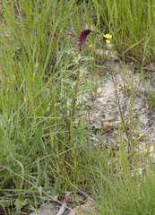 (c) avocat, some rights reserved (CC BY) Lysimachia atropurpurea, photograph (c) avocat, some rights reserved (CC BY)