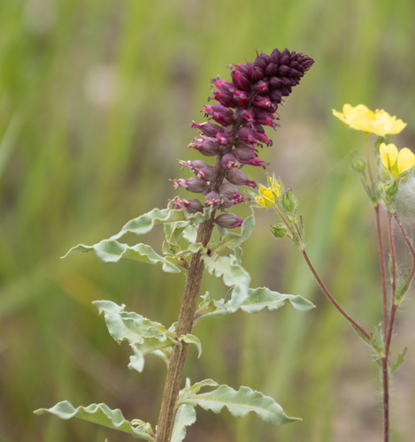Lysimachia atropurpurea, photograph 6