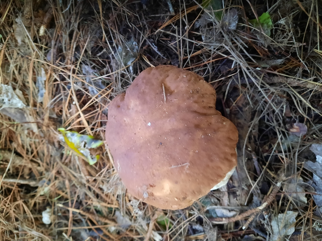 Boletus edulis · June 2025 · photo: © maxxrandomnumbers (iNaturalist, cc0)