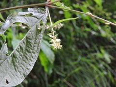 Achyranthes bidentata