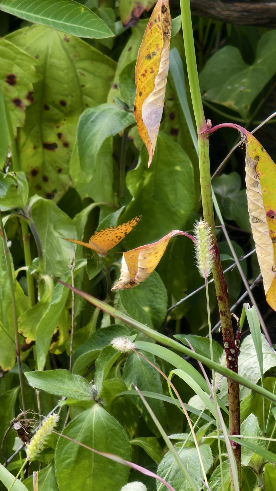 Common Leopard