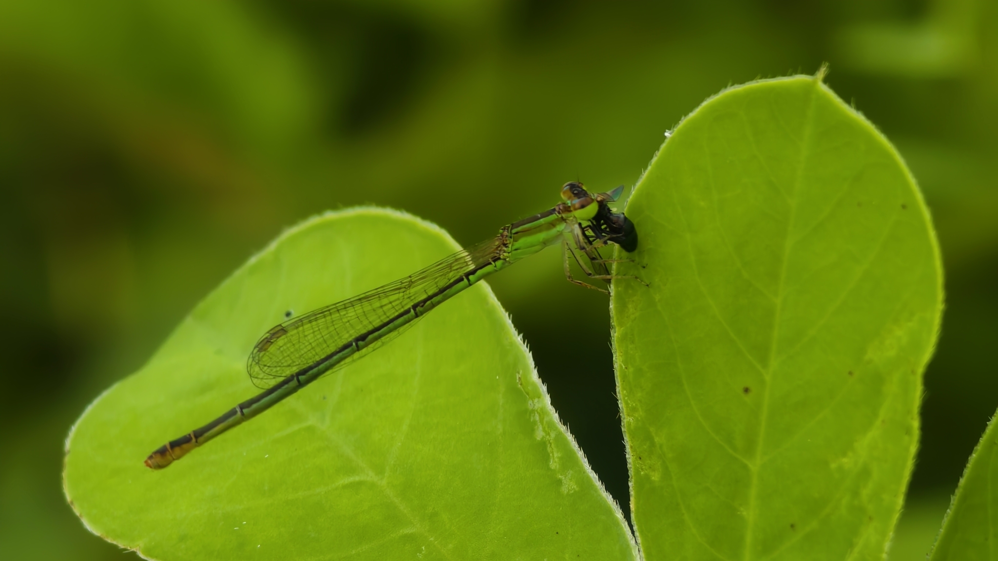 Pygmy Dartlet