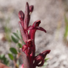Disa atrorubens