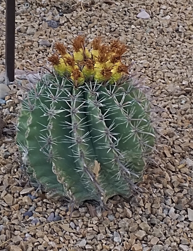 Fish-hook barrel cactus (Ferocactus herrerae)