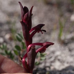 Disa atrorubens