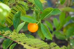 Citrus × microcarpa