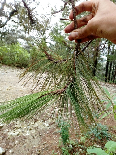 Herrera's pine (Pinus herrerae)