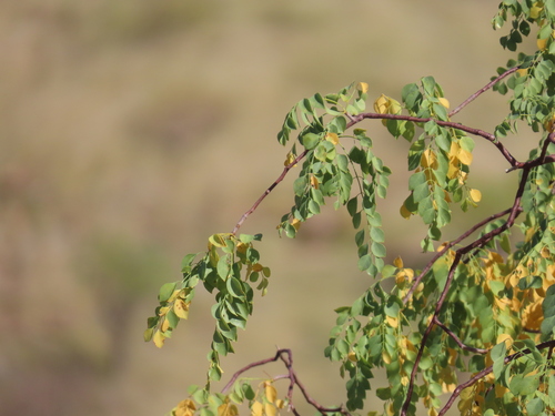 Commiphora multijuga