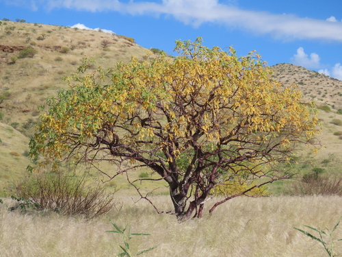 Commiphora multijuga